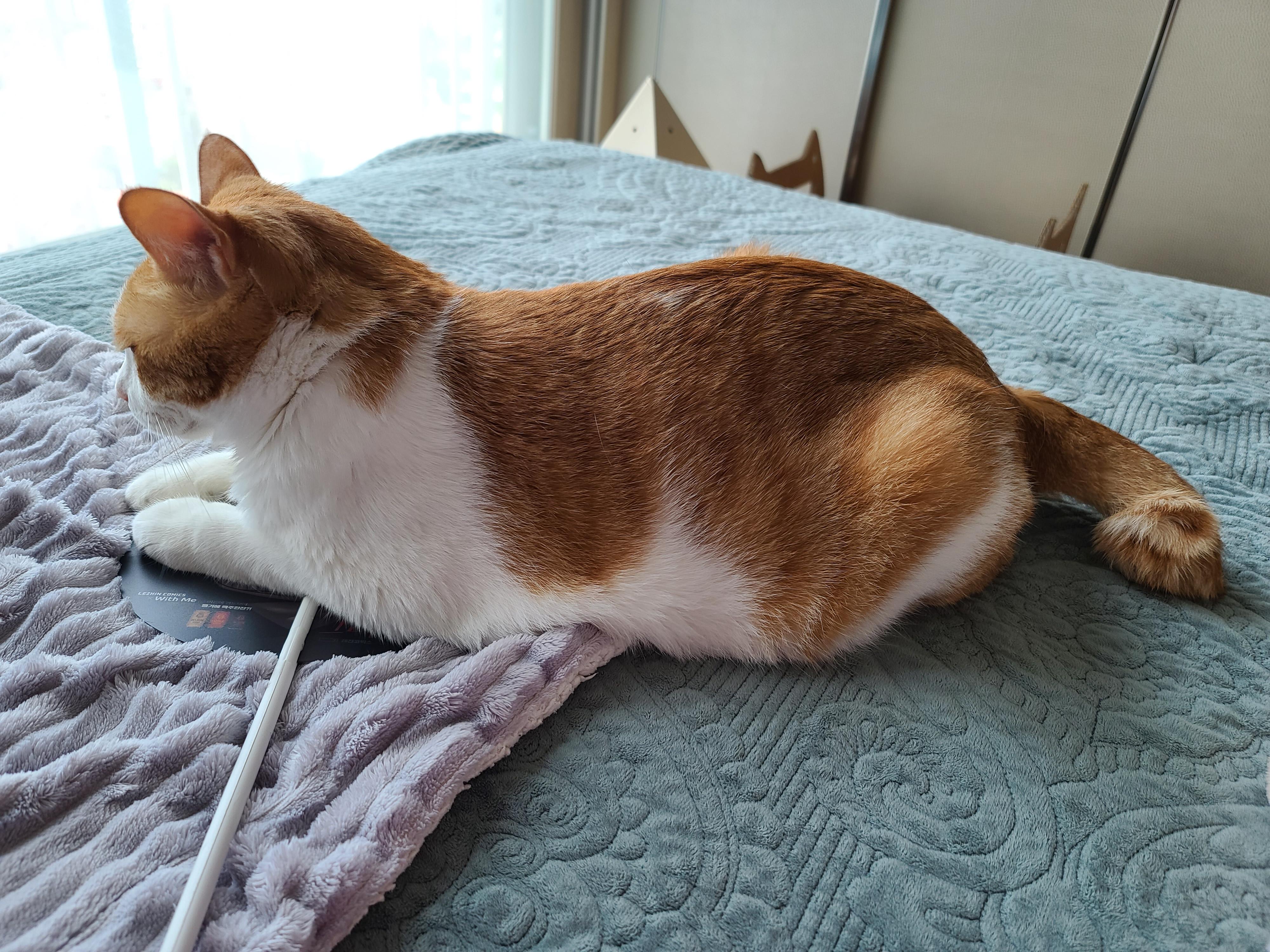 뭐라도 깔고 앉아야 하는 그 동물. 고양이.