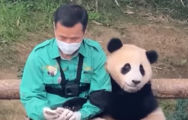 떠나기 전 푸바오