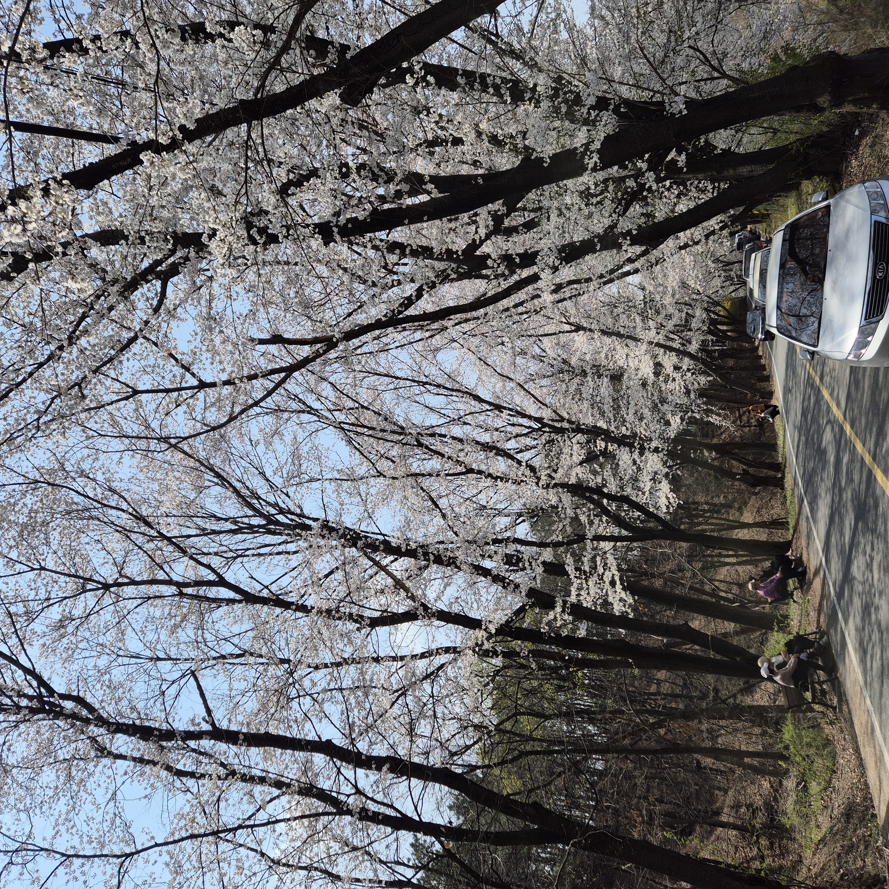 대전 벚꽃 산책 도란도란 봄동산