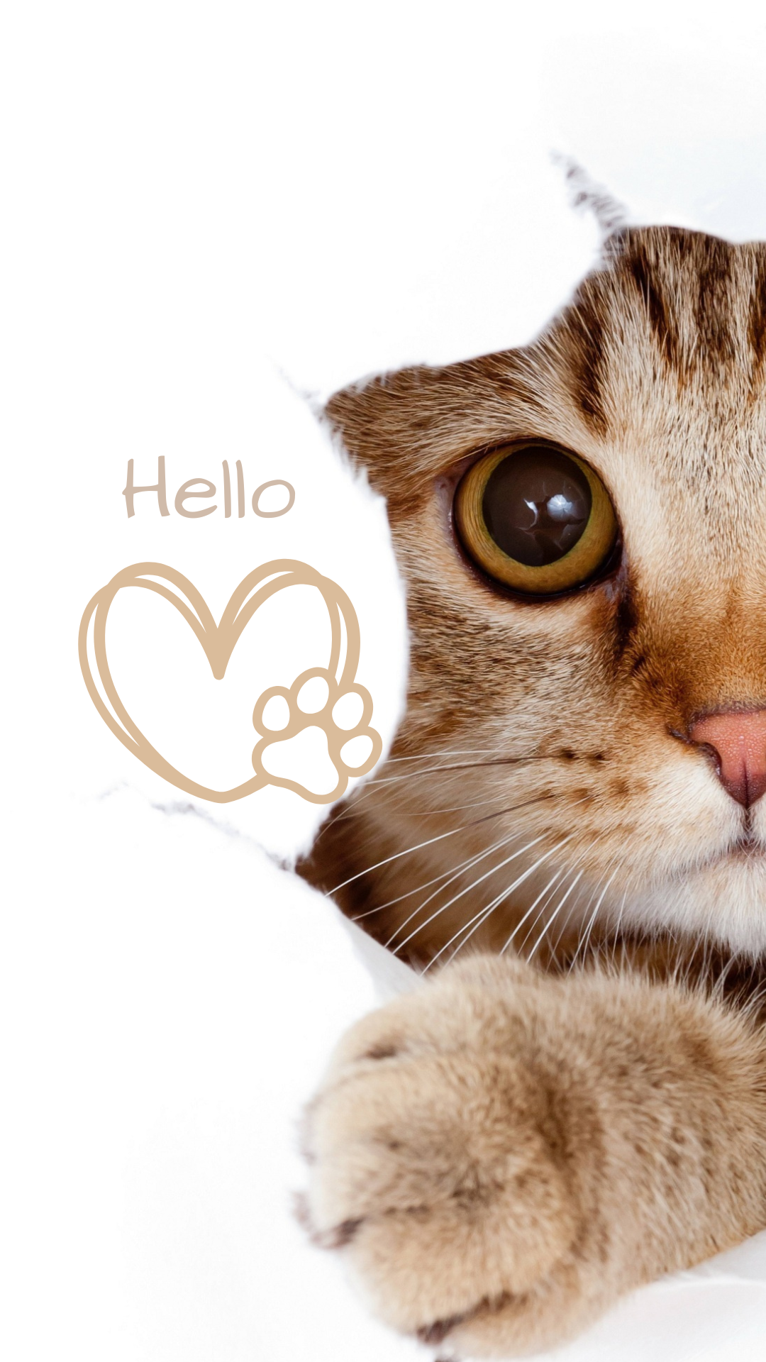 고양이 사진 그림 스마트폰 배경화면 이미지