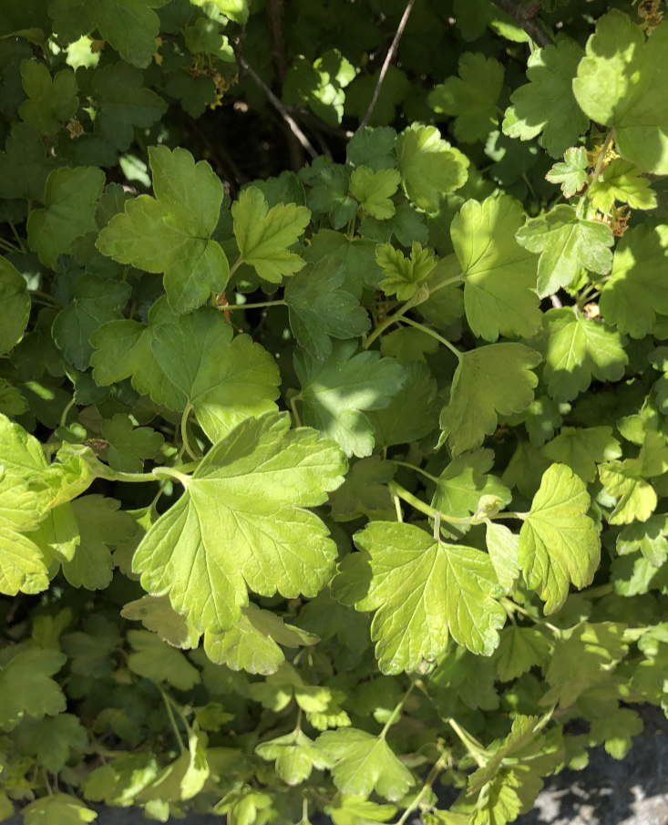 까마귀밥나무 잎1