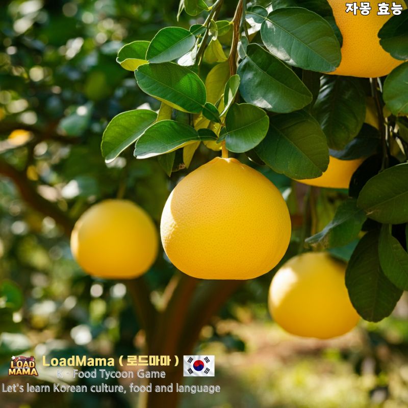 자몽 나무에 자몽