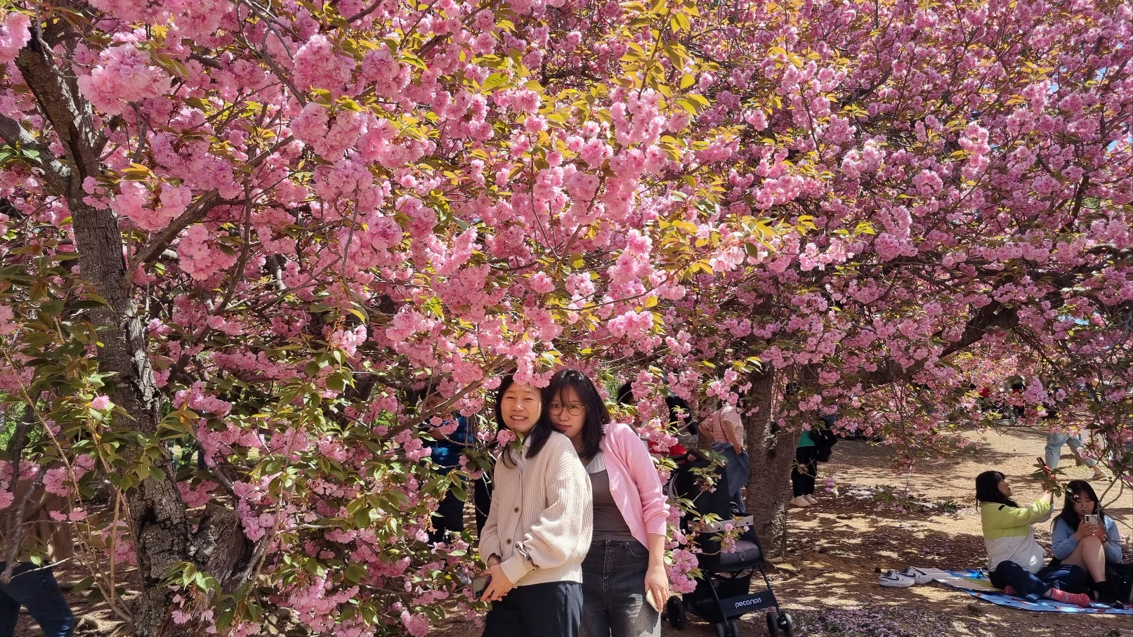 불국사 겹벚꽃9