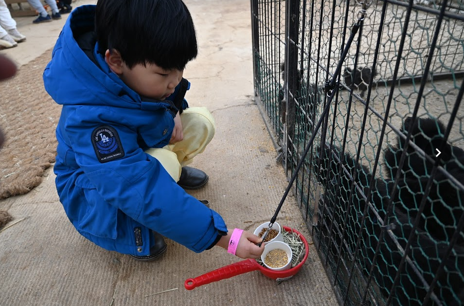 용인 포레스트벨 에서 딸기도 따고 동물 먹이도 주고 온 후기 사진 8