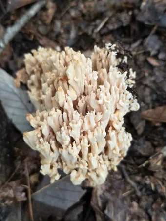 싸리버섯 효능 종류 채취시기 제철 손질법 요리법싸리 보관방법 정리_2