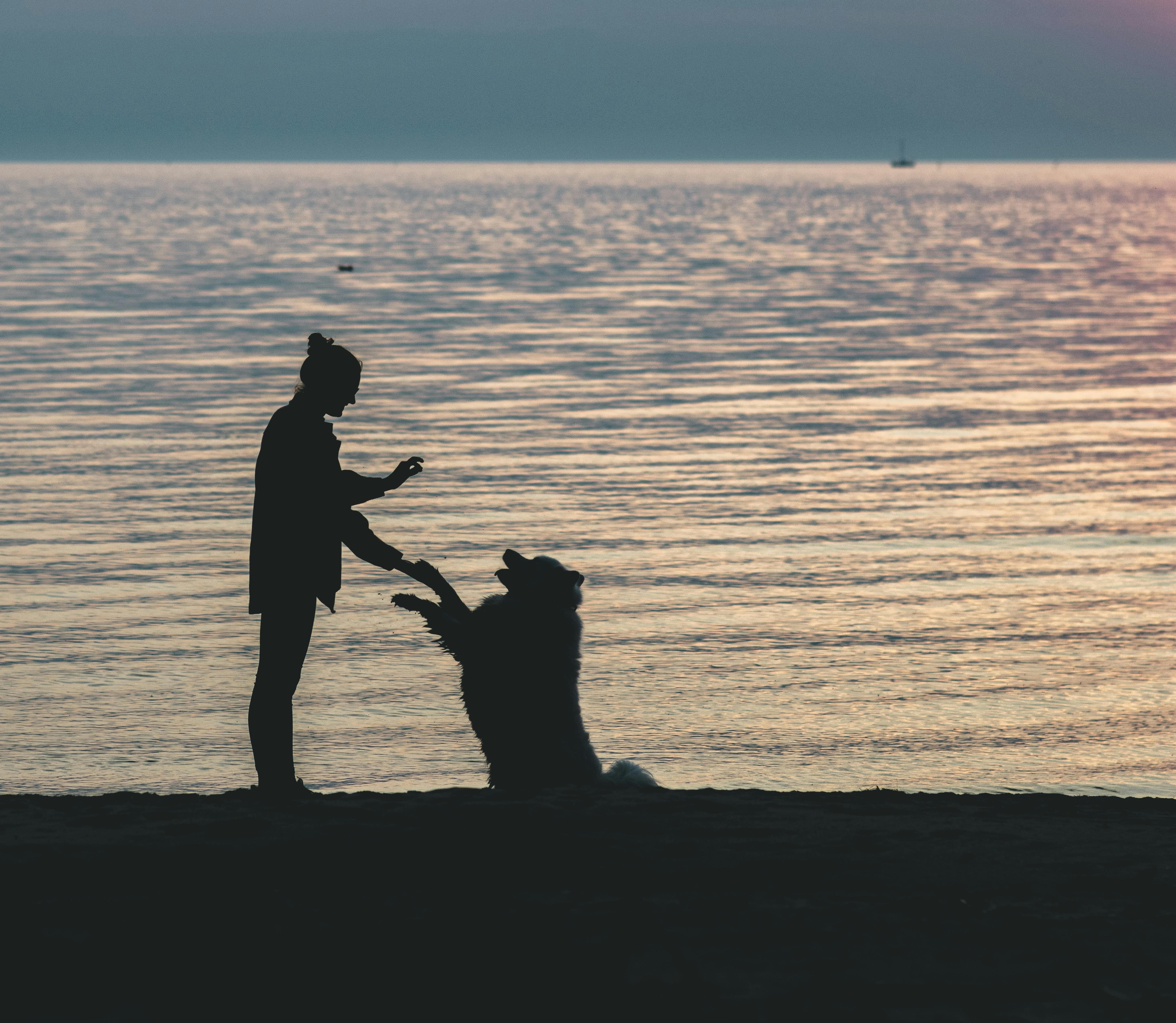 고령견 피부‧피모 변화 분석 및 맞춤 케어 방법