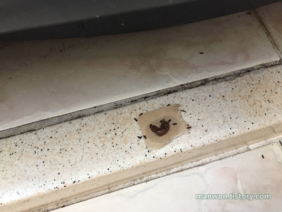 바퀴벌레약을 먹고 죽은 쌀벌레들 1