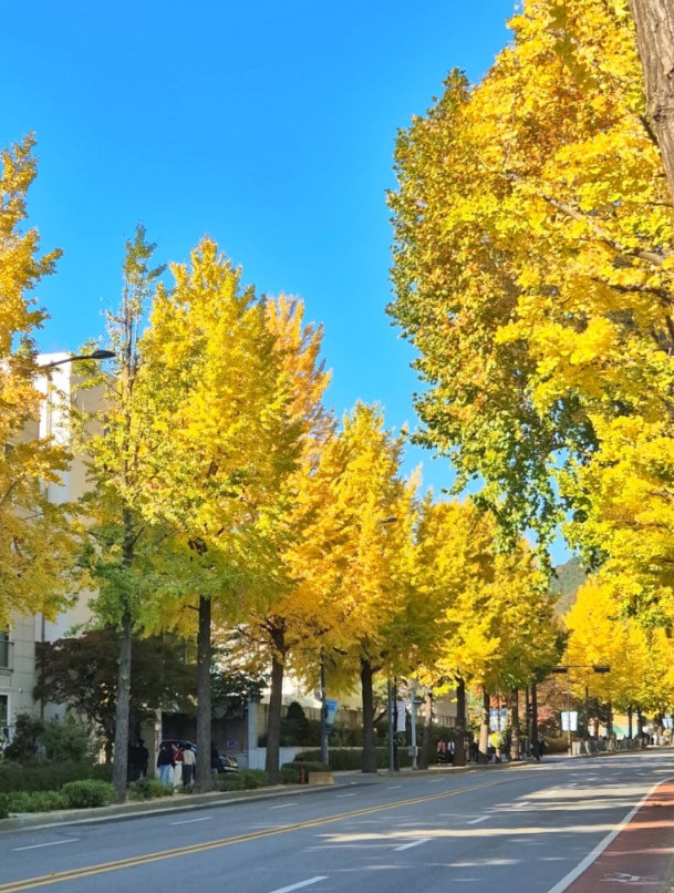 지금 안가면 후회하는 서울 단풍길 3곳 (남산 단풍길, 효자로 단풍길, 하늘공원 메타세쿼이아 길)
