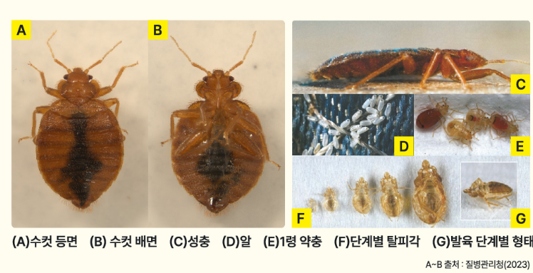 빈대사진