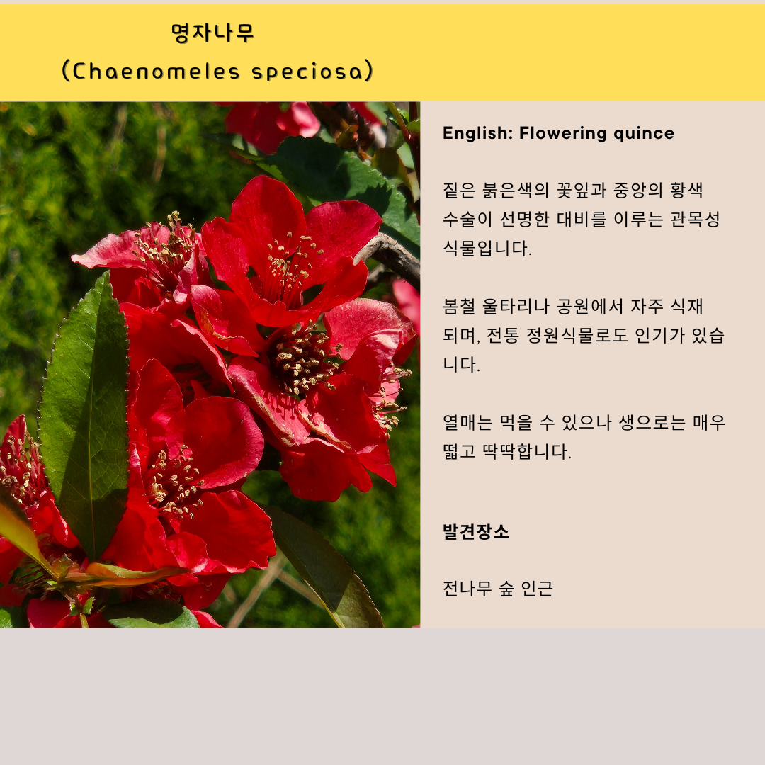 명자나무