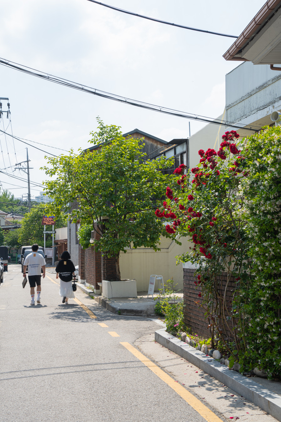수원화성 행리단길 장미