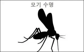 모기 수명