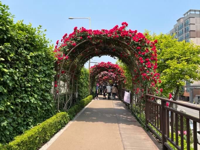 중랑 서울장미축제와 관련된 사진