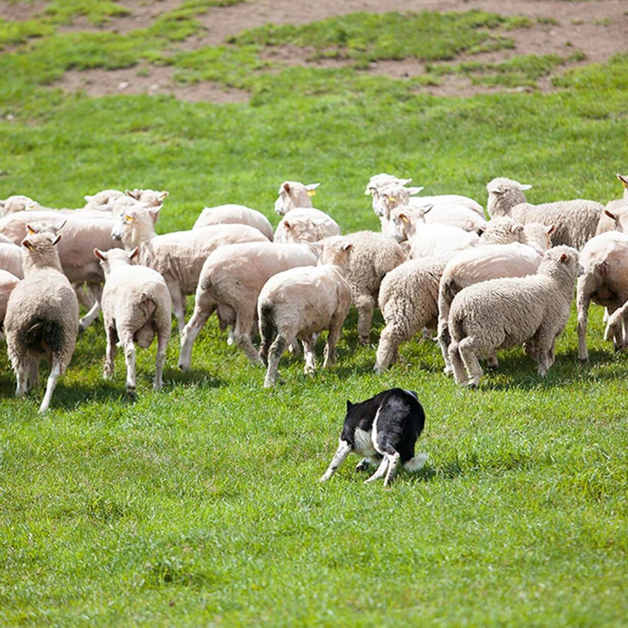 생생정보 2315회 장PD의 AI 여행기 평창여행 황태구이, 황태해장국 맛집 오대산서울식당, 평창올림픽시장, 메밀촌 수수부꾸미전문, 육마지기, 대관령 삼양라운드힐 (양몰이 개 공연)