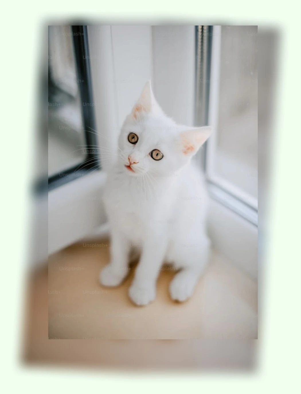 반려묘 입양_2_subsection