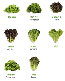 서유채농장-판매채소종류