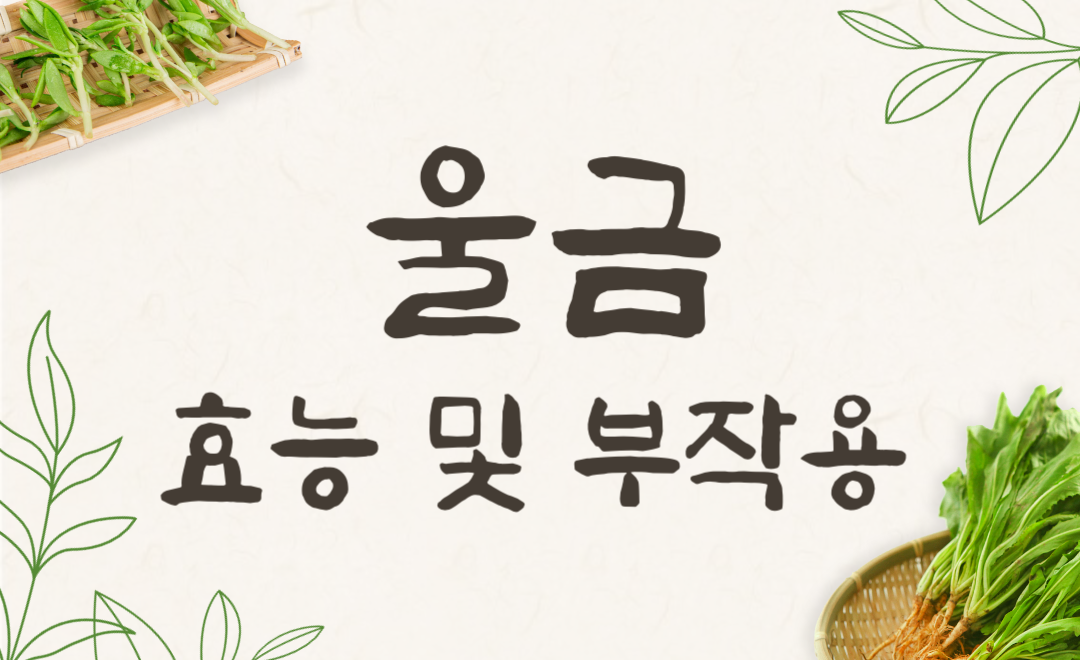 울금 효능과 부작용, 강황 먹는 법과 커큐민 효과 완벽 가이드