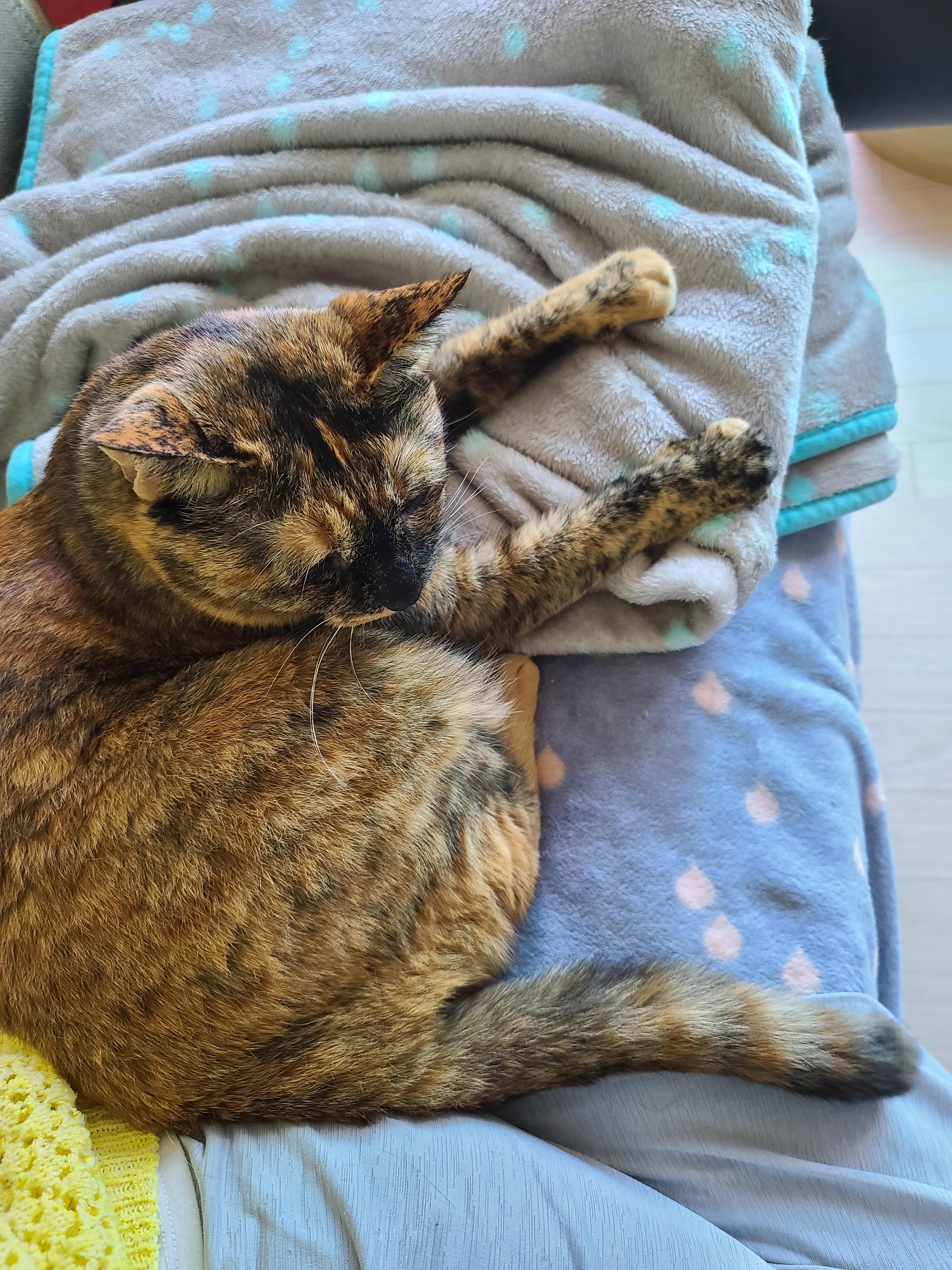 수다냥 카오스 사랑이의 꾹꾹이 영상.(feat.사랑이 수다)