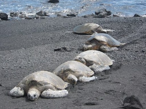 많은-거북이-꿈