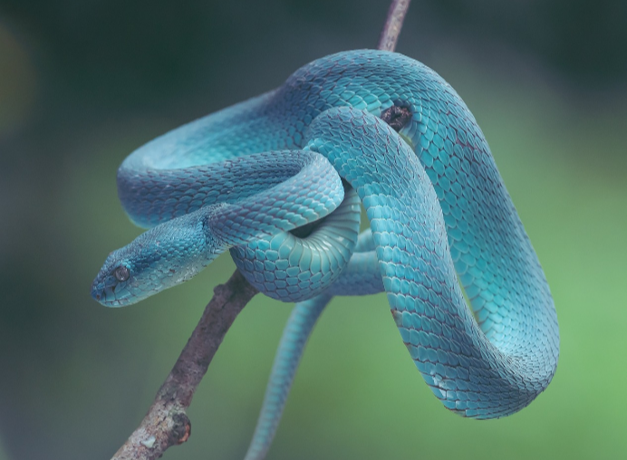 청사가 나뭇가지 올라가 있는 모습