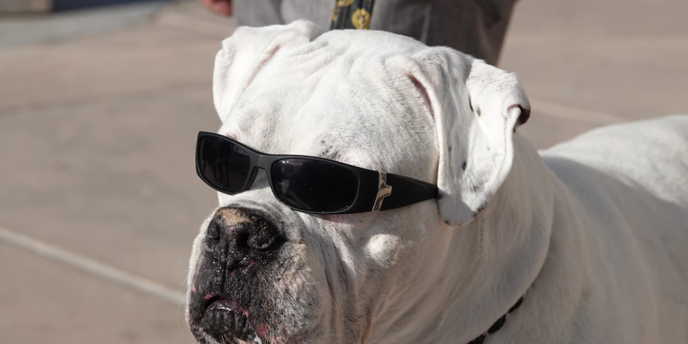 강아지 눈 충혈 원인 1