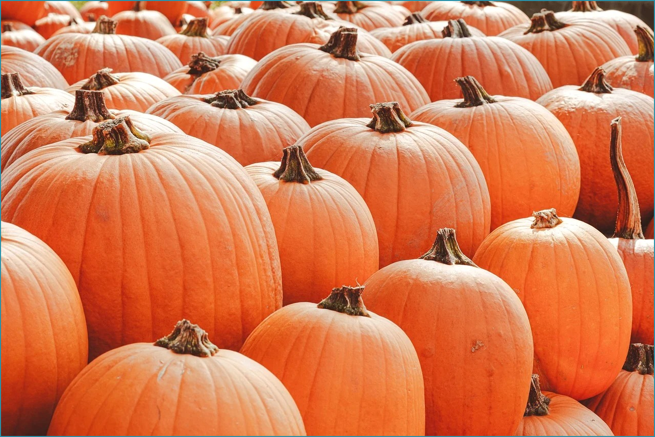 생방송 투데이 빵