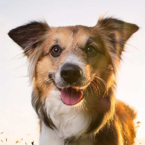 재미있는 강아지 사진