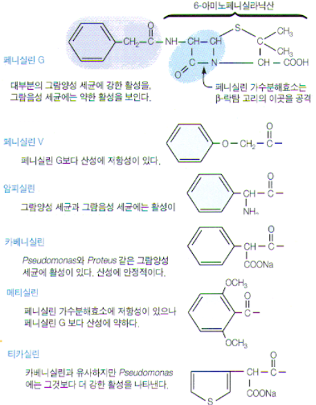 페니실린계 항생제 종류