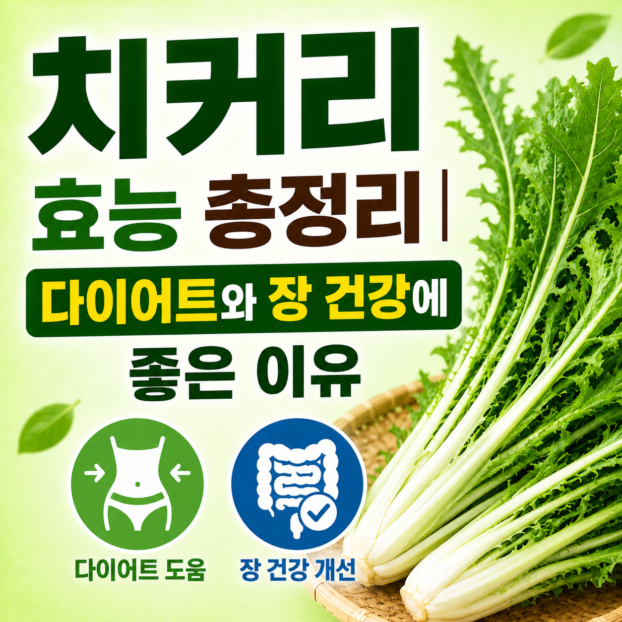 치커리 효능