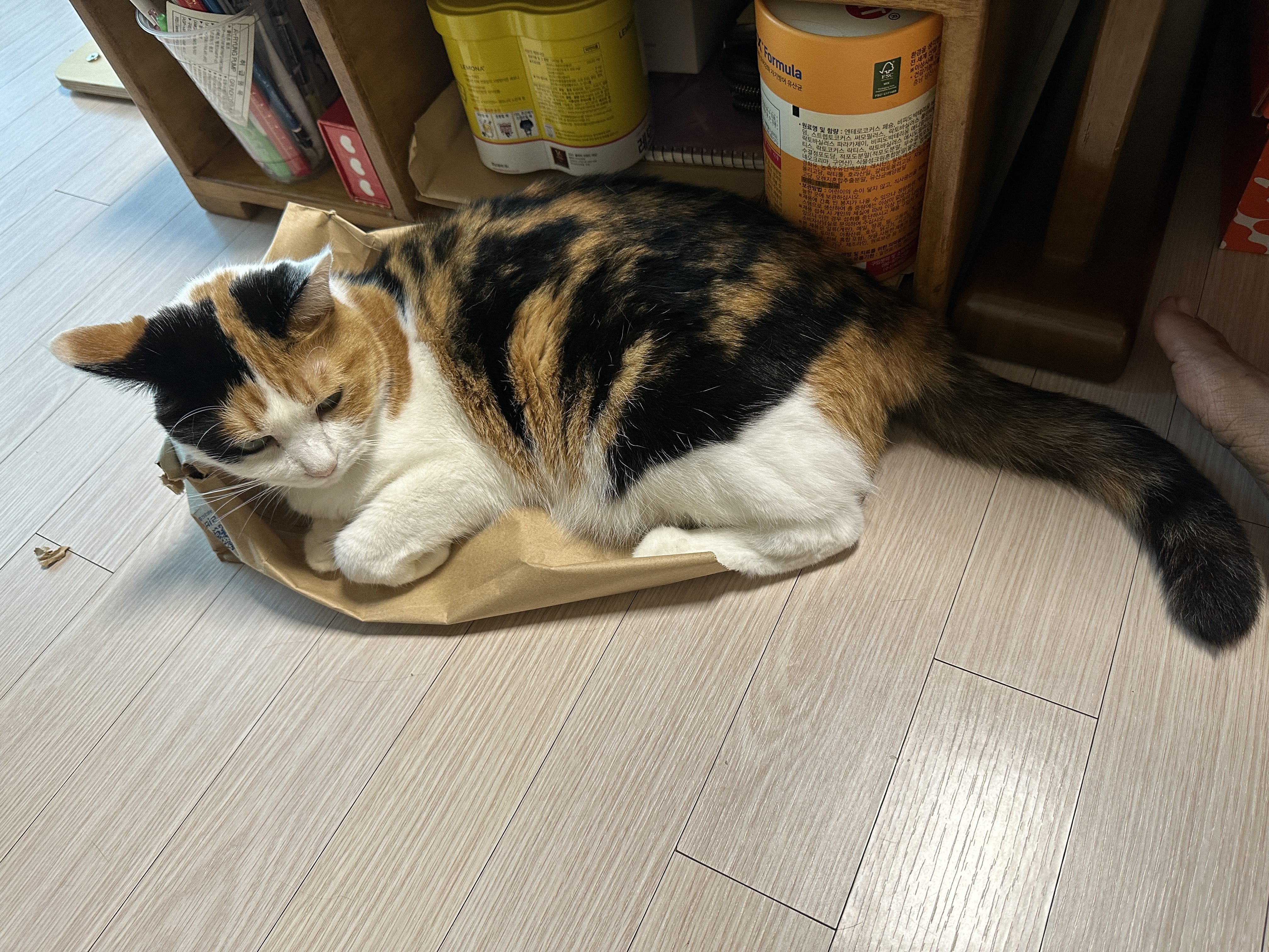 종이가방_위에_엎드려있는_삼색이고양이_요미