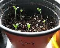 스카비오사(솔체꽃) 이미지 사진