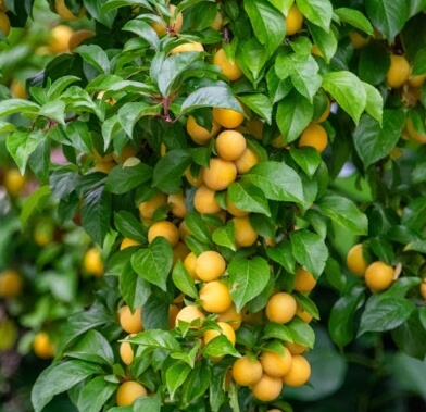 매실청 담그는법