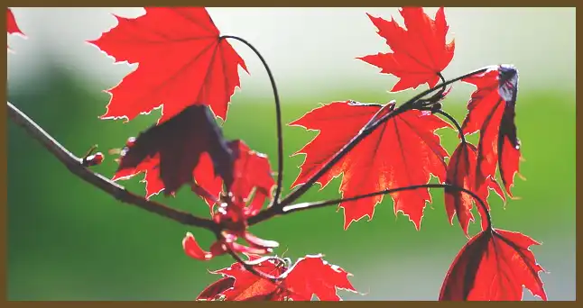 서울 근교 단풍 명소 (지금이 단풍 절정시기)