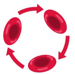 토마토 혈관반응 - 혈류 개선