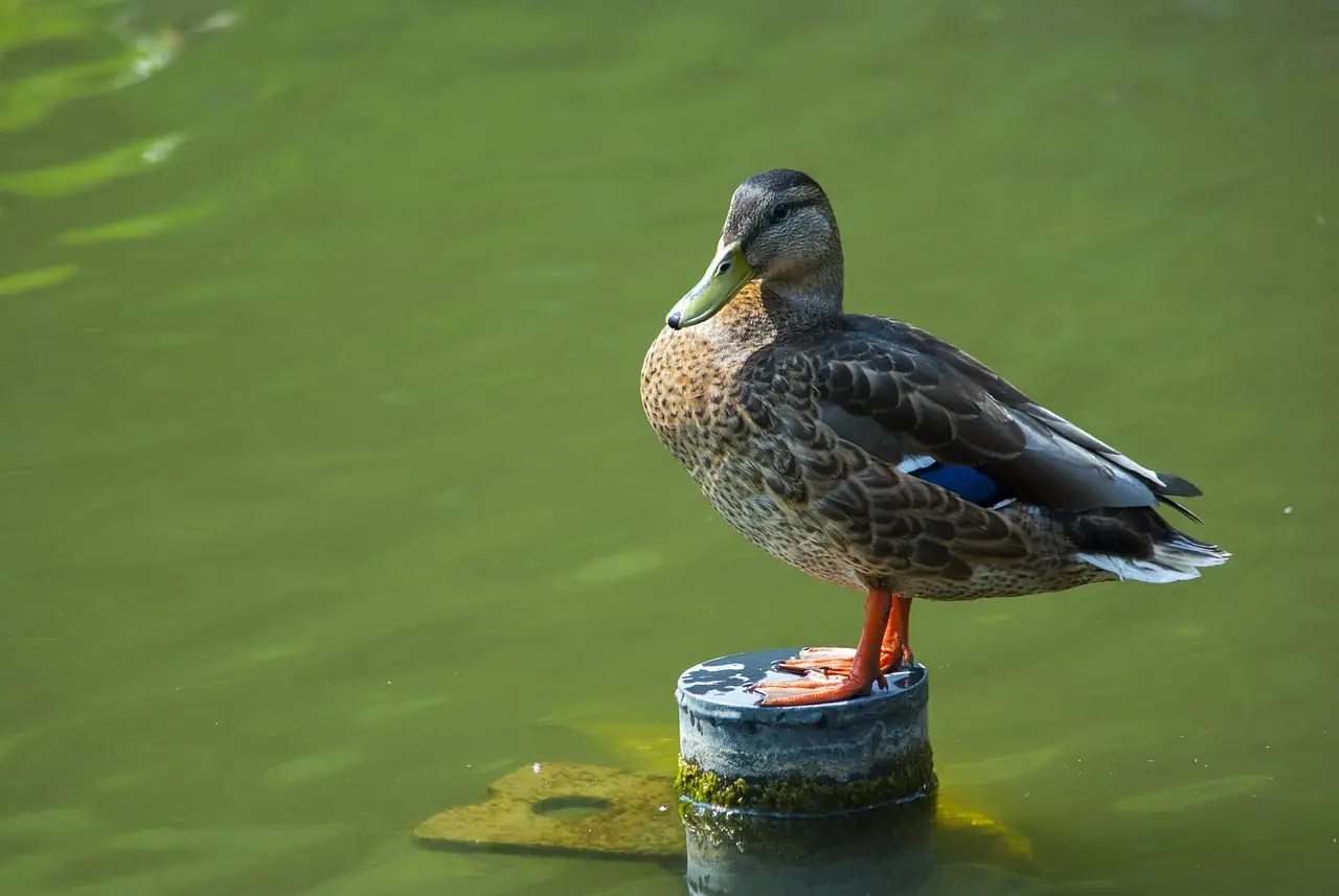 동충하초 효능 제대로 알기