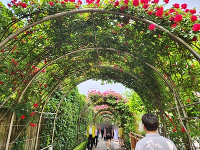 아치장미길중간