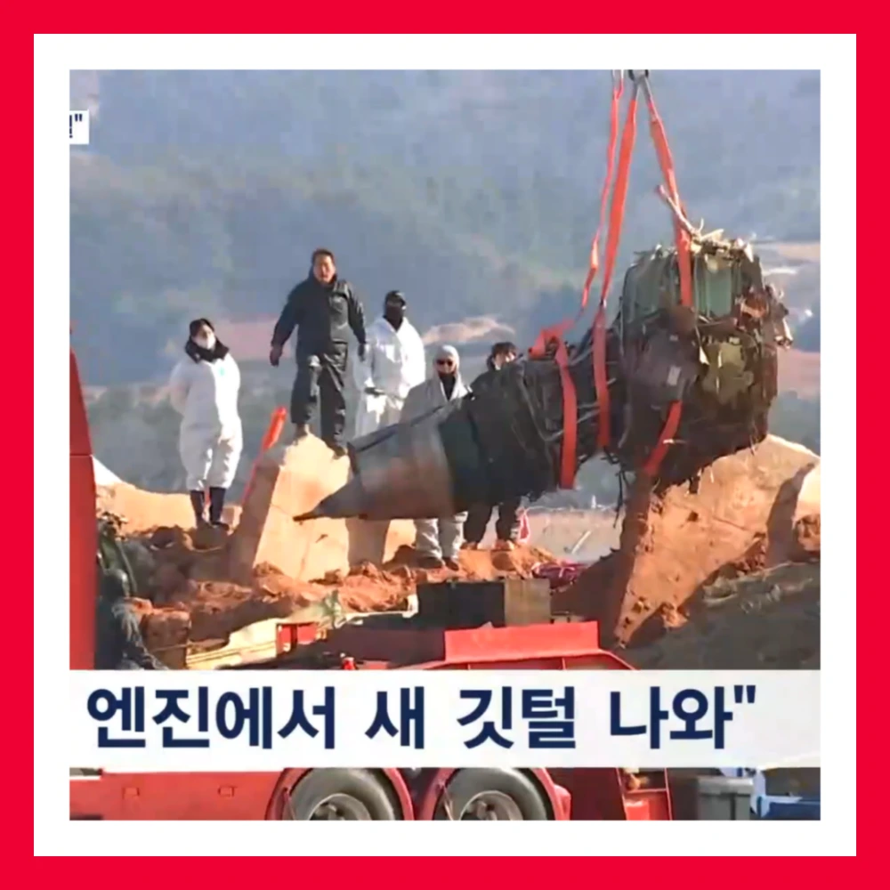 제주항공-엔진-깃털-조류충돌