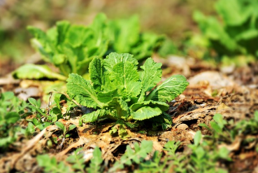 가격 비교, 괴산 절임배추 20kg 직거래로 최저가 예약 1