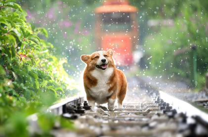 2025년 7월 개띠(생년별) 운세