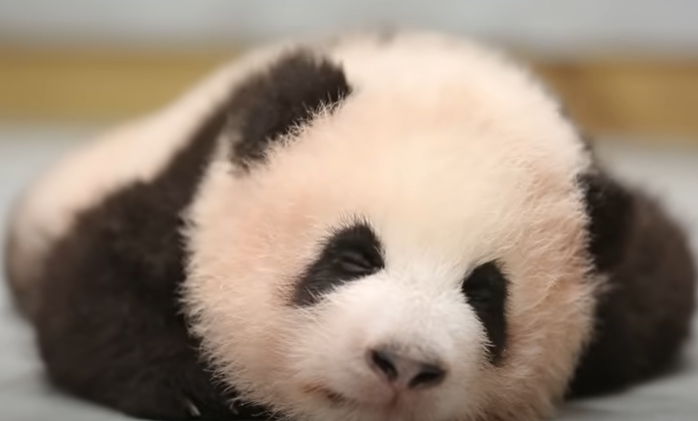 안정기 접어든 푸바오