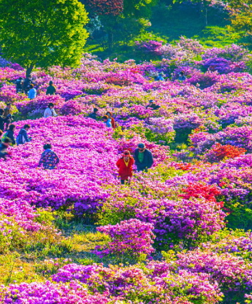 소백산 철쭉 개화시기