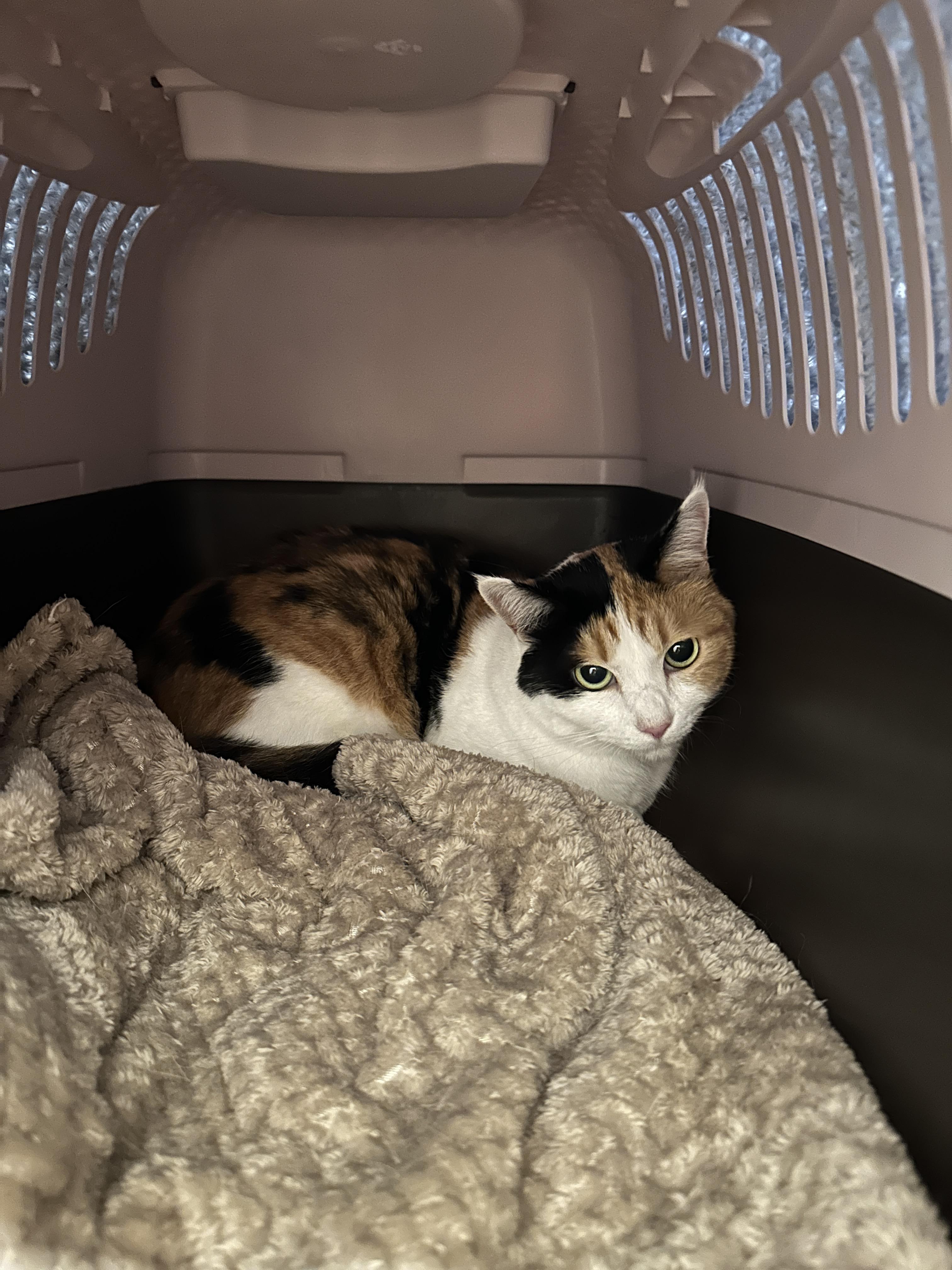 이동장_안에서_대기중인_요미