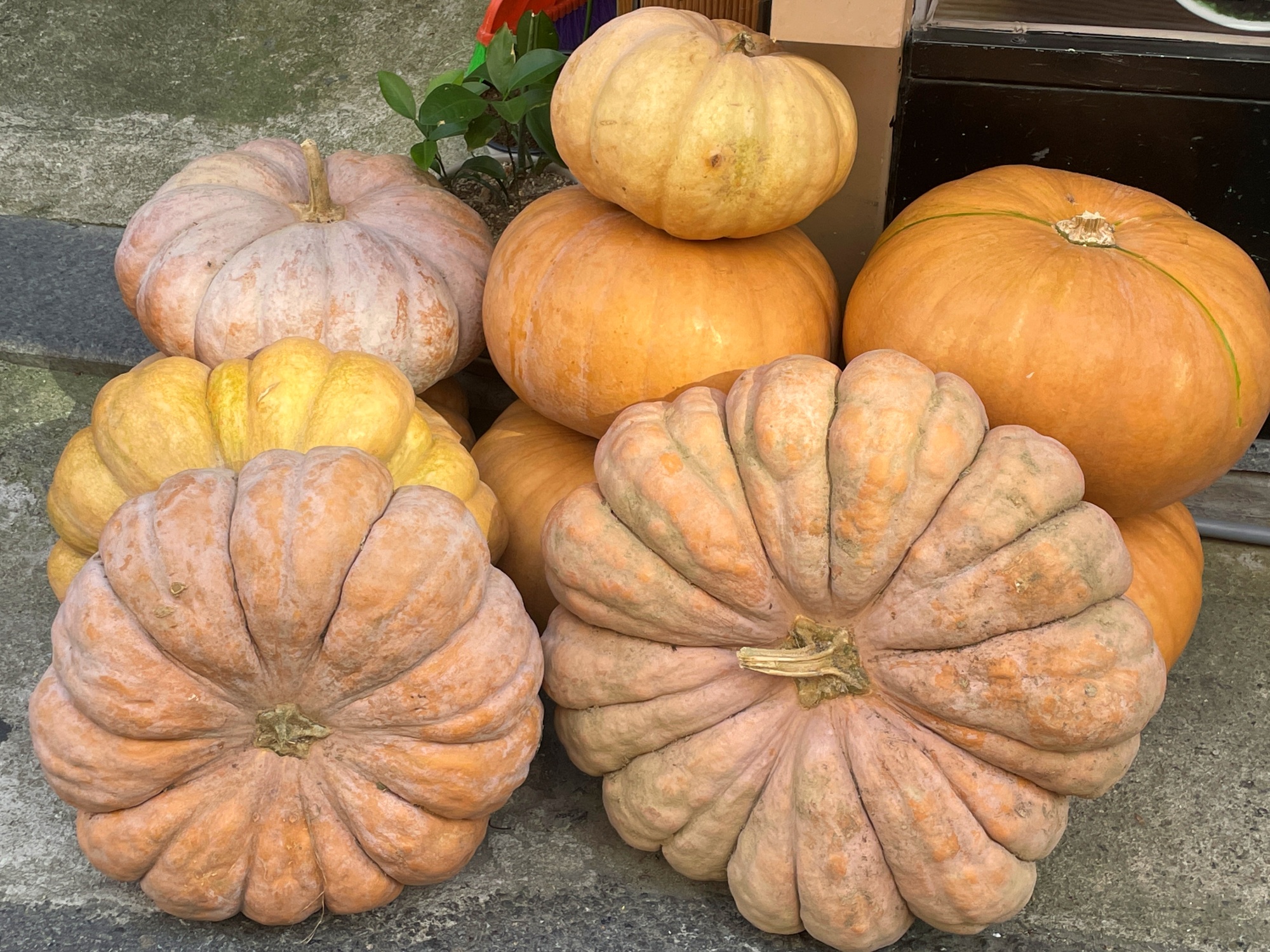 호박 효능 12가지 부작용