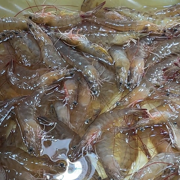 왕새우소금구이