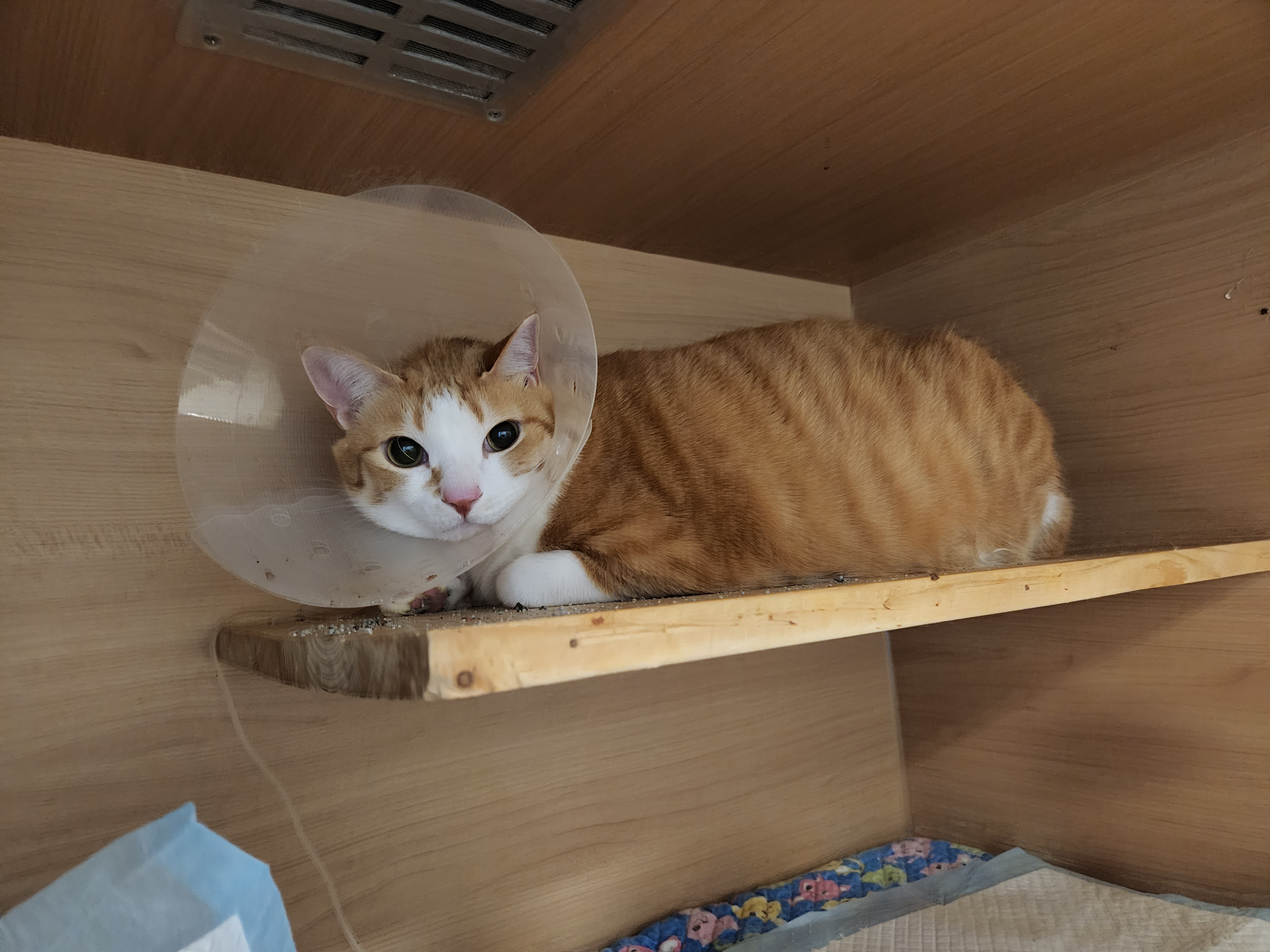 황달로 인한 호야의 입원. 고양이 황달.