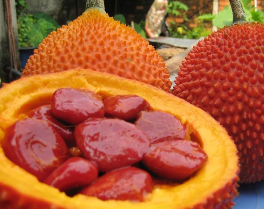 게욱,걱,걱효능,걱플루트,걱분말,GAC,GEUK