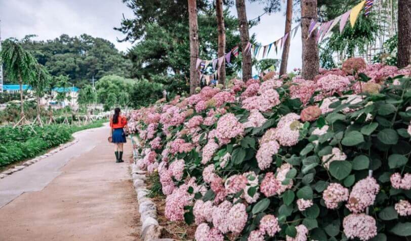 유구색동수국정원꽃축제