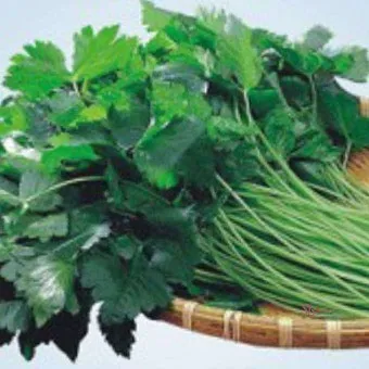 참나물 재배 반그늘 키우기 물 관리 잎 수확_5