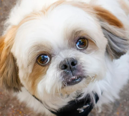 강아지 녹내장 증상&amp;#44; 수술 필수인가? 예방 및 치료법 한 번에 정리