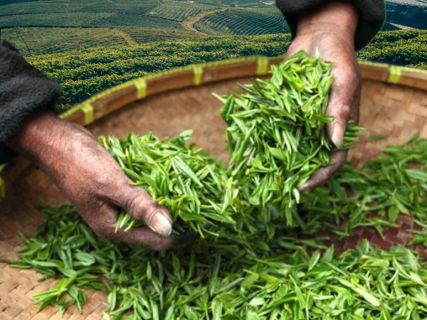 차 밭을 배경으로 바구니가 보인다 바구니 안에는 차잎이 있고 사람 손이 차잎을 만지고 있다.